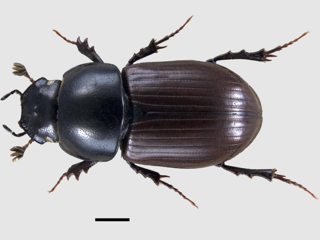 Aphodius ater | UK Beetle Recording